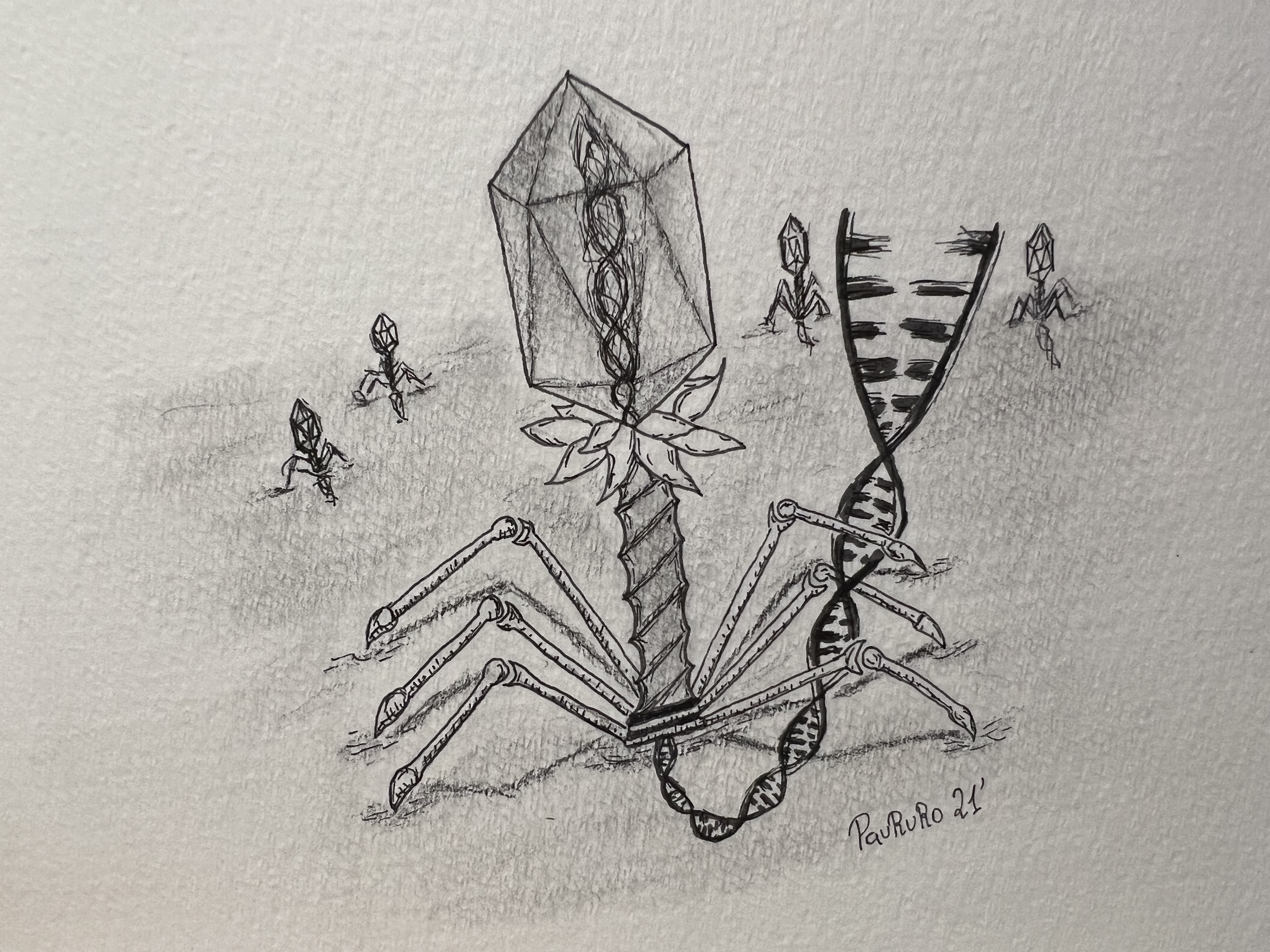 Bacteriophage illustration for I2SysBio