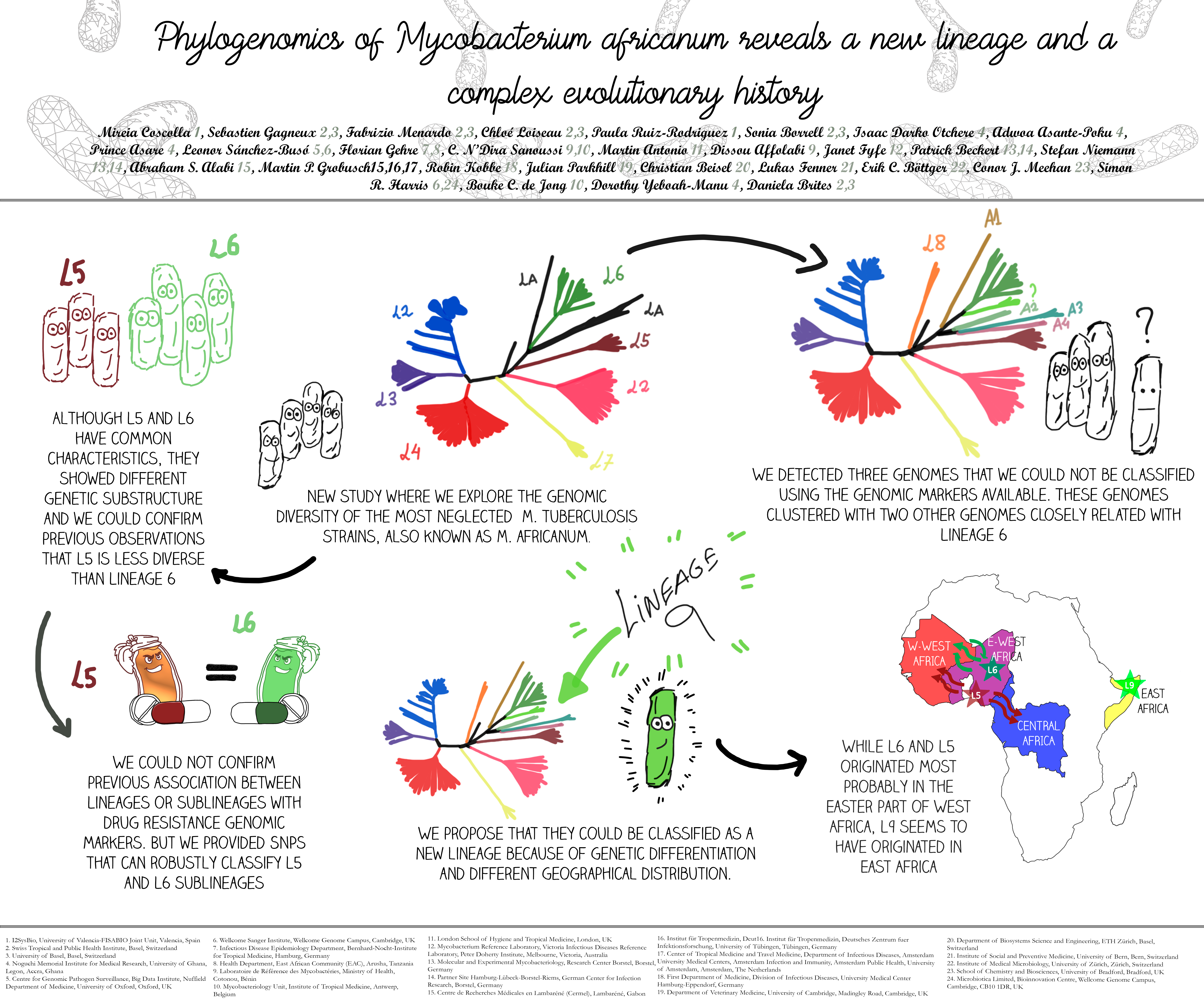 Graphical abstract — Phylogenomics of Mycobacterium africanum