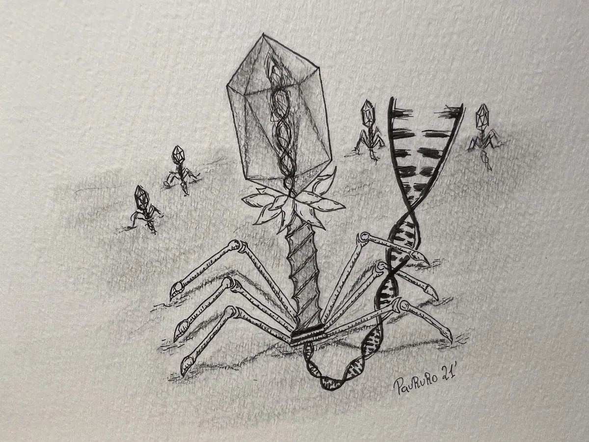 Pencil illustration of a bacteriophage