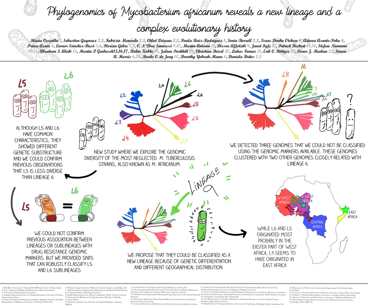 Graphical abstract of Phylogenomics of Mycobacterium africanum
