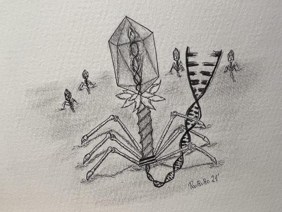 Bacteriophage for I2SysBio