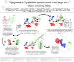 Graphical abstract of Lineage 9