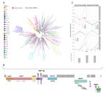 Persistent SARS-CoV-2 infection with repeated clinical recurrence in a patient with common variable immunodeficiency