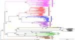 Phylogenomics of Mycobacterium africanum reveals a new lineage and a complex evolutionary history